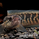 珍珠赤雷龍（10.5cm）