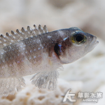 鑽石貝