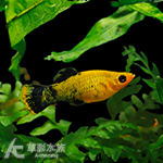 熊貓茉莉
