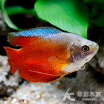 血麗麗