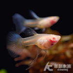 藍尾禮服白子玻璃肚緞帶孔雀