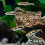綠線燈