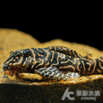 L401 阿蓮卡冥王迷宮異型（4cm）