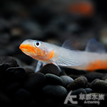 紅唇紅腰蝦虎