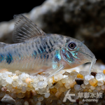 雷諾鼠