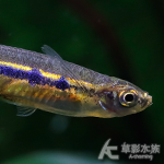 藍珍珠燕子燈 2.5~2.8cm