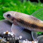 七星小精靈