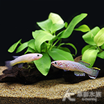 GAR 藍彩鱂（對魚）