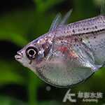 銀燕子