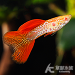 紅蕾絲白子孔雀（對魚）