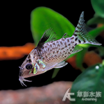 安畢卡豹鼠