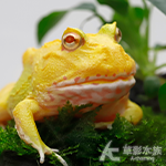超級皮卡丘角蛙
