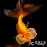 水泡眼金魚（6~7cm）