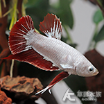 龍鱗 PK將軍鬥魚 公魚