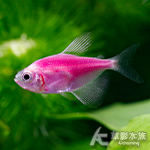 極光紫磚（2.5~3cm）