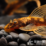 紅寶石大帆天使異型 3~4cm