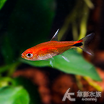 血紅露比燈
