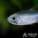 藍線燈（1.5cm）