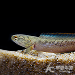 茵列雷龍（8.5~11cm）