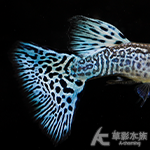 蛇王藍草尾（對魚）