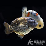 黑蘭壽