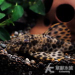 L050 頑皮豹異型 7.5cm