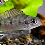 黃金提燈
