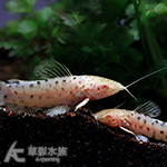白子豹紋鐵甲鼠 4~5cm