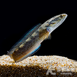 鬼王雷龍 9cm