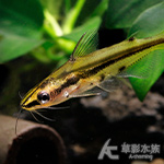 亞洲水晶貓 3.3~4.3cm