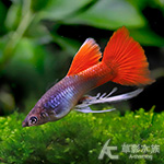 巴西紅扇緞帶（對魚）