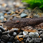 赤丸扁頭異型（8cm）