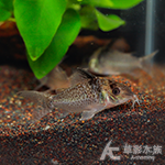 皇冠豹鼠（4~4.5cm）