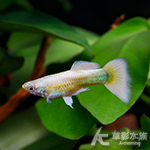 24K黃尾禮服孔雀（對魚）