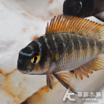 火狐狸