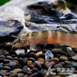 彩虹斑馬鰍（3~4.5cm）