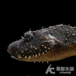 毛毛狗頭