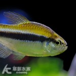 隆背檸檬藍帝燈