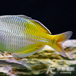 圓身石美人（4cm）