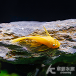 藍眼大帆天使（3.5~4cm）