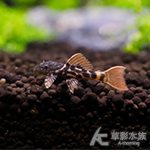 L600 帝王血鑽坦克異型 6cm