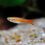 火焰精靈孔雀 公魚