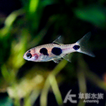 夢幻小丑燈