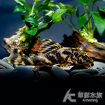 L202 黃彩老虎異型 9cm