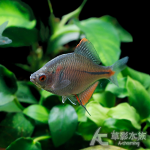 七彩葵扇