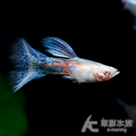 真紅眼紫草尾孔雀（對魚）