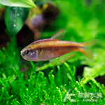 超級紅魔鬼燈 1.8~2.2cm