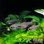 熊貓玻璃彩旗 2~2.5cm