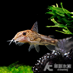 黃金太空飛鼠 2.7~3cm