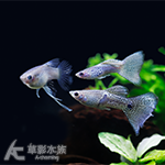 紫蕾絲蛇王緞帶孔雀（對魚）